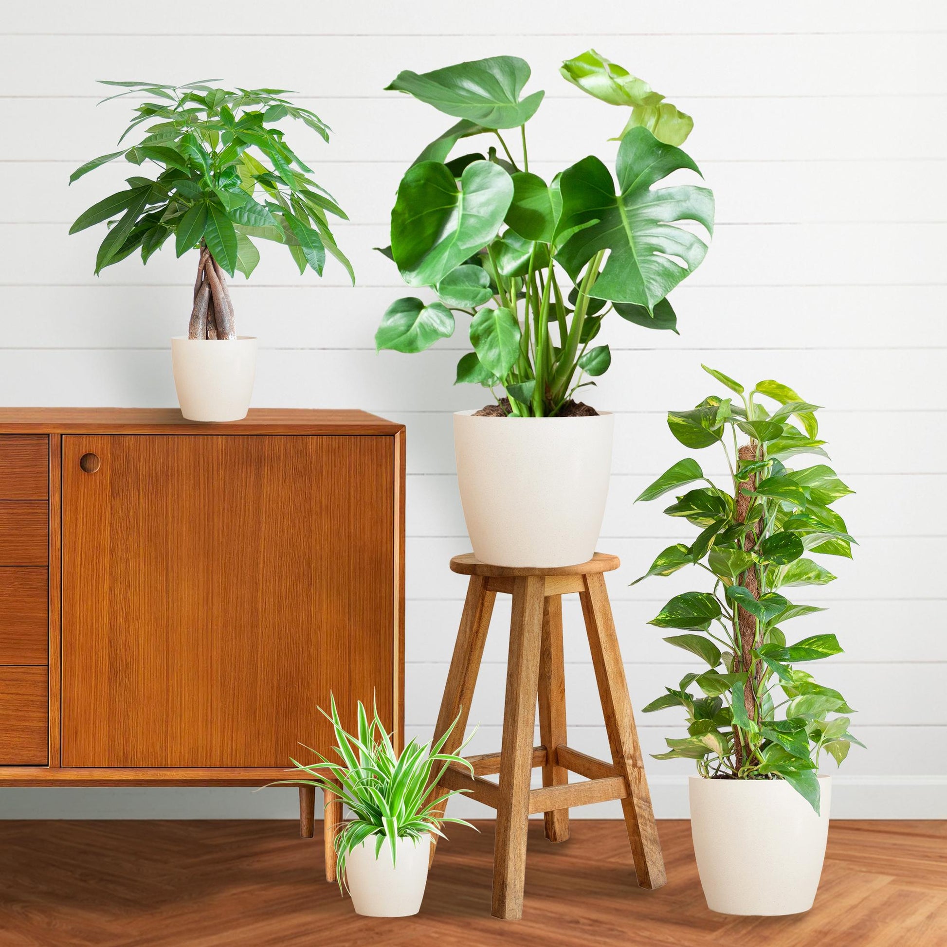 Pflegeleichter Pflanzkasten – medium – mit Vibers-Topf weiß - Botanic-Vibes