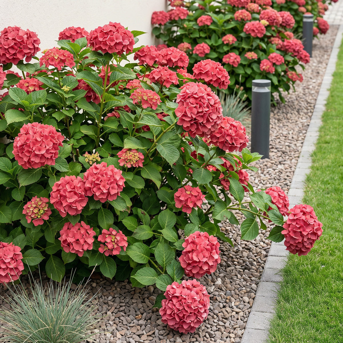Hortensie, Hydrangea macrophylla Rot, Blüte Rot, 1 Pflanze, Laubabwerfend, Wenig Pflege, Topf 17 cm 30 cm