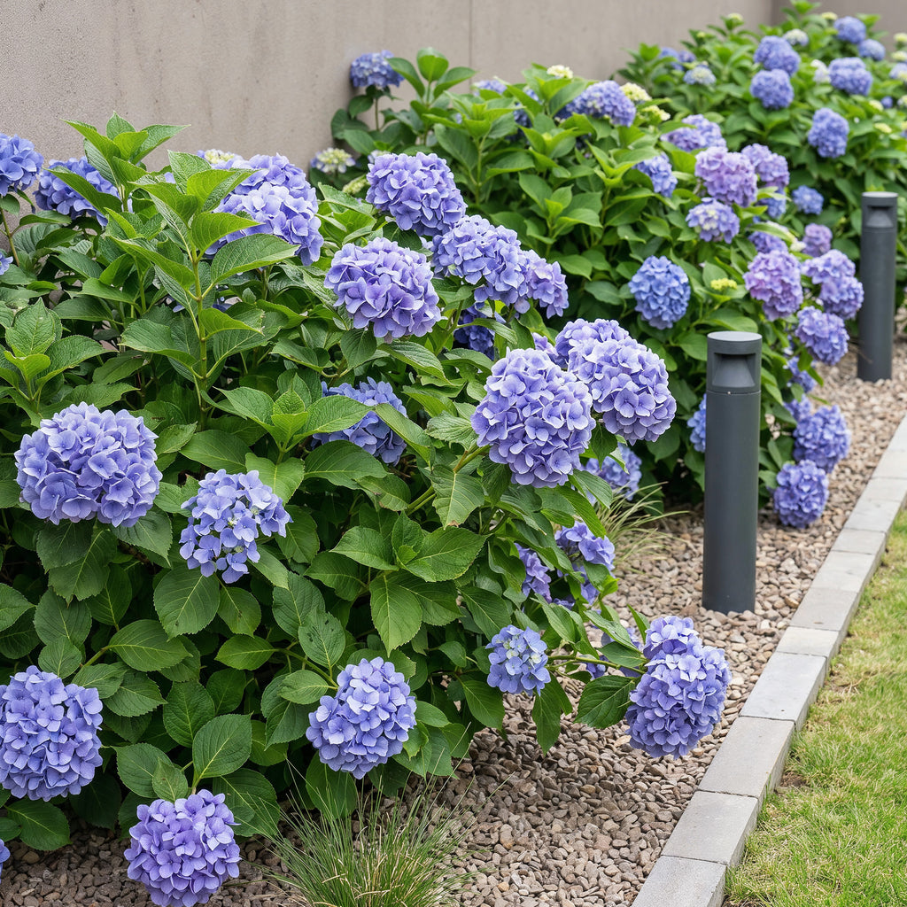 Hortensie, Hydrangea macrophylla Blau, Blüte Blau, 3 Pflanzen, 1m2, Laubabwerfend, Wenig Pflege, Topf 17 cm 30 cm