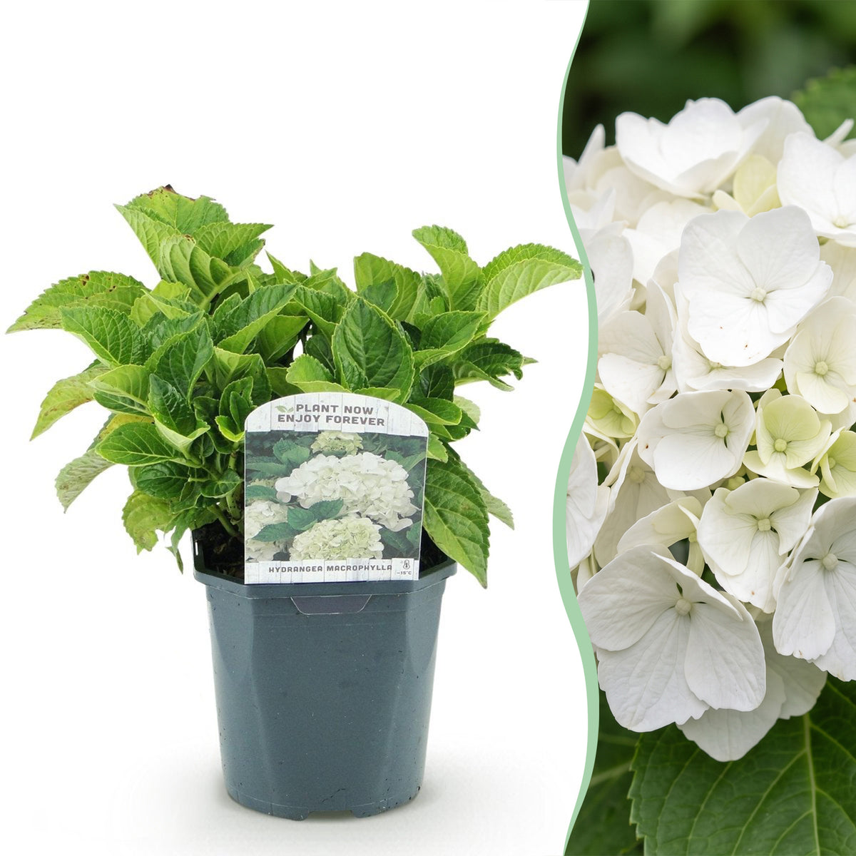 Hortensie, Hydrangea macrophylla Weiß, Blüte Weiß, 3 Pflanzen, 1 m2, Laubabwerfend, Wenig Pflege, Topf 17 cm 30 cm