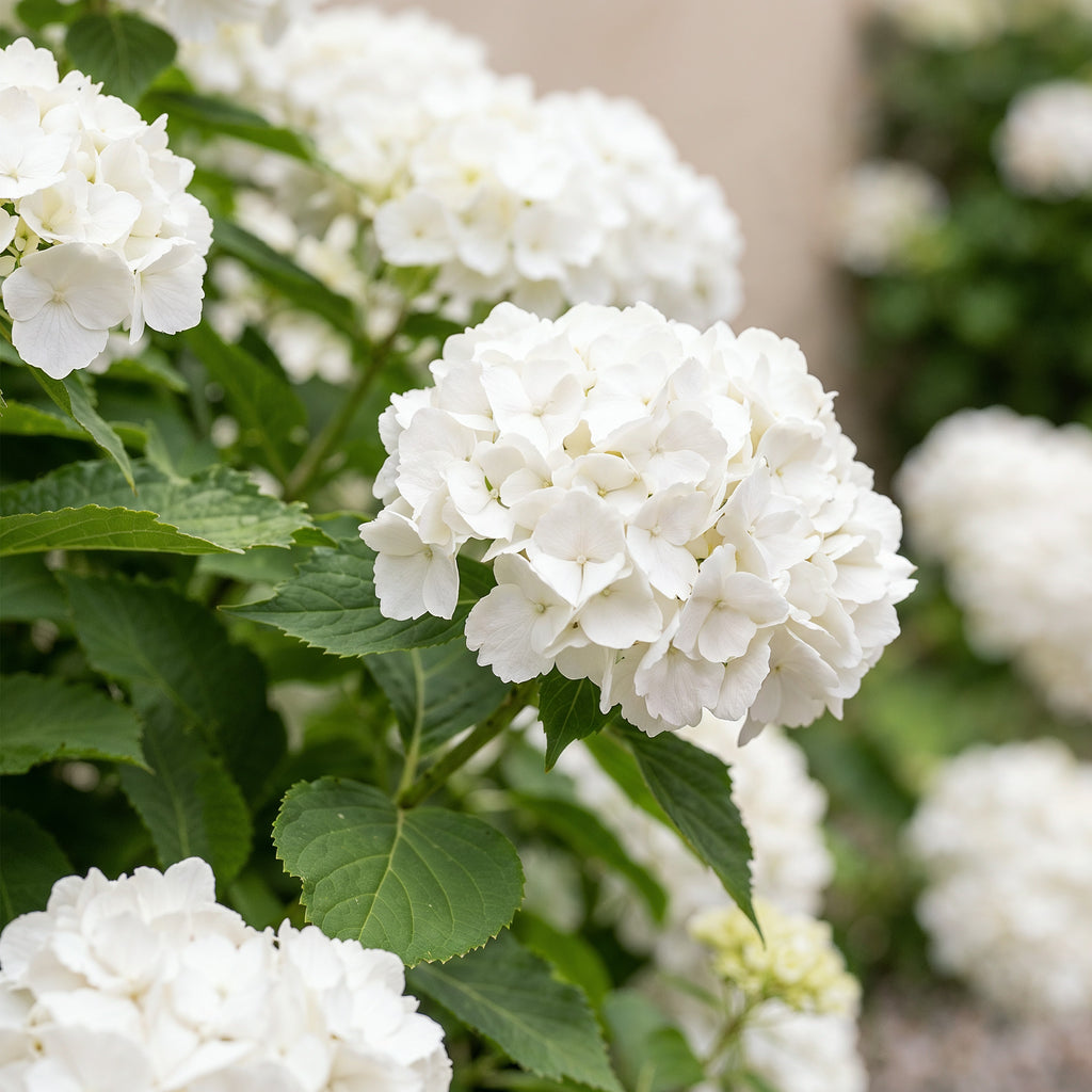 Hortensie, Hydrangea macrophylla Weiß, Blüte Weiß, 3 Pflanzen, 1 m2, Laubabwerfend, Wenig Pflege, Topf 17 cm 30 cm