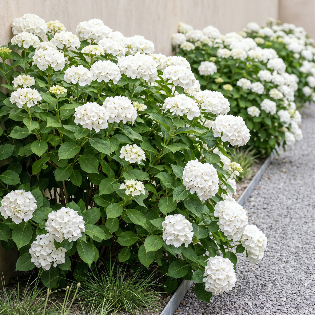 Hortensie, Hydrangea macrophylla Weiß, Blüte Weiß, 3 Pflanzen, 1 m2, Laubabwerfend, Wenig Pflege, Topf 17 cm 30 cm