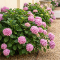 Hortensie, Hydrangea macrophylla Rosa, Blume Rosa, 3 Pflanzen, 1 m2, Laubabwerfend, Wenig Pflege, Topf 17 cm 30 cm