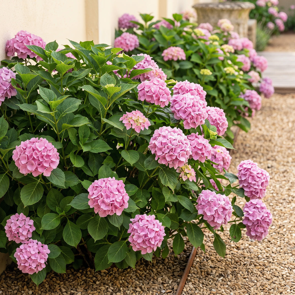 Hortensie, Hydrangea macrophylla Rosa, Blume Rosa, 3 Pflanzen, 1 m2, Laubabwerfend, Wenig Pflege, Topf 17 cm 30 cm