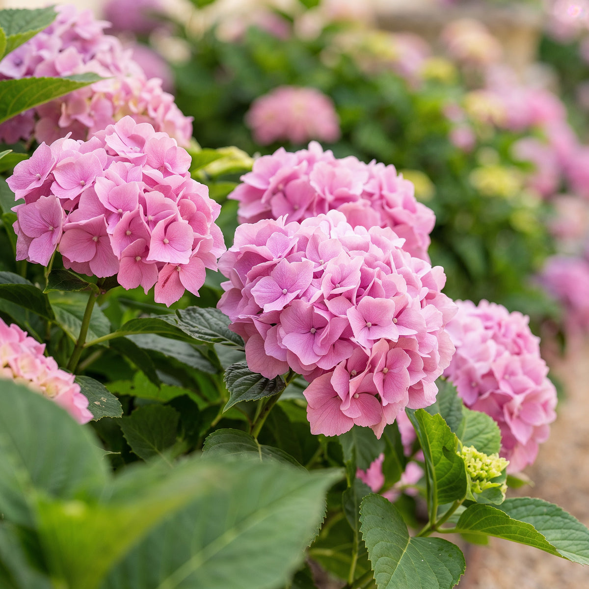 Hortensie, Hydrangea macrophylla Rosa, Blüte Rosa, 1 Pflanze, Laubabwerfend, Wenig Pflege, Topf 17 cm 30 cm
