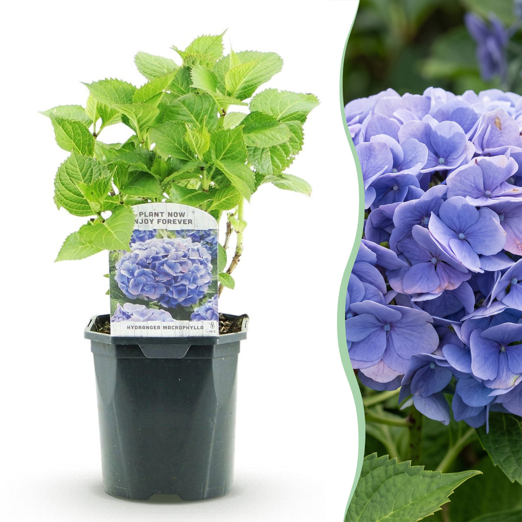 Hortensie, Hydrangea macrophylla Blau, Blüte Blau, 3 Pflanzen, 1m2, Laubabwerfend, Wenig Pflege, Topf 17 cm 30 cm