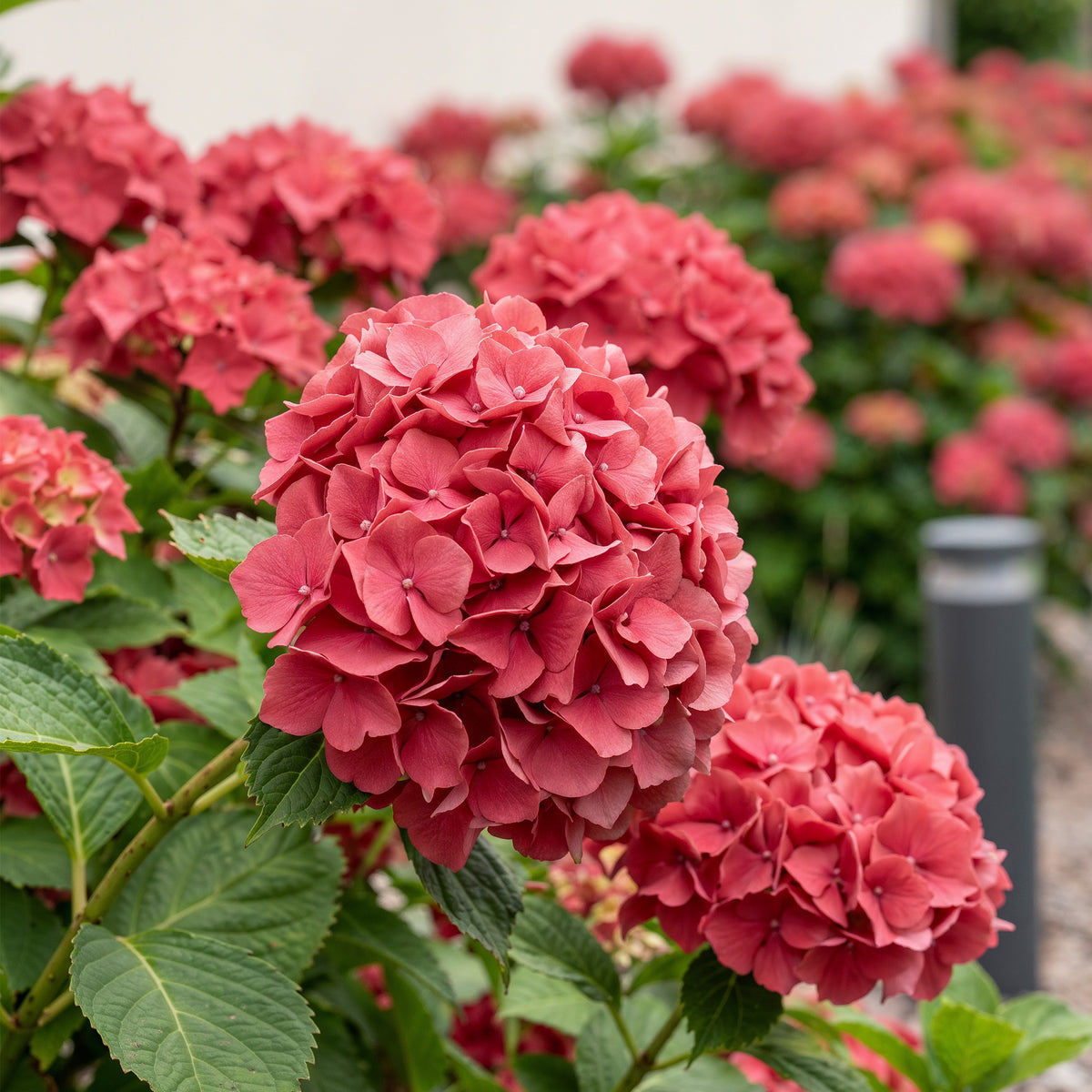 Hortensie, Hydrangea macrophylla Rot, Blüte Rot, 1 Pflanze, Laubabwerfend, Wenig Pflege, Topf 17 cm 30 cm
