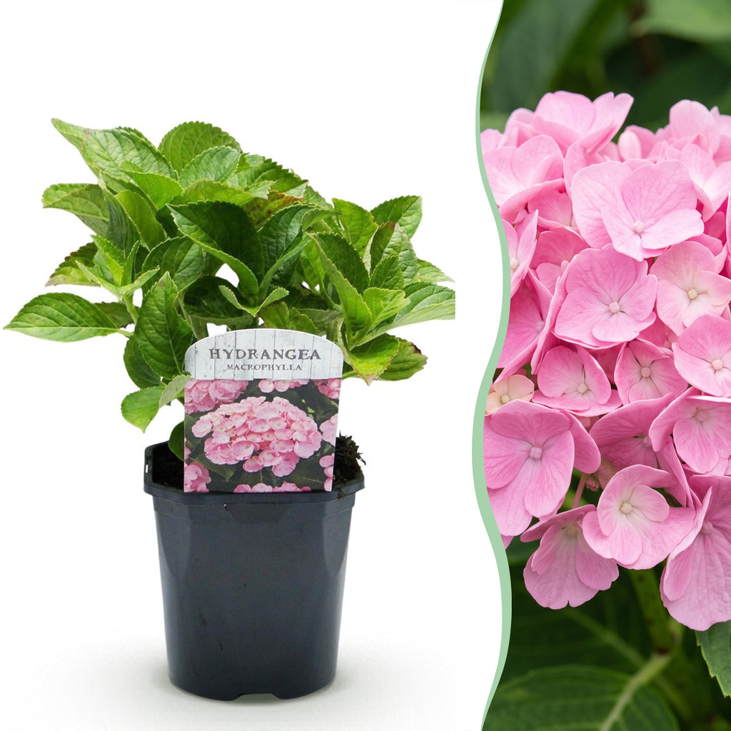 Hortensie, Hydrangea macrophylla Rosa, Blume Rosa, 3 Pflanzen, 1 m2, Laubabwerfend, Wenig Pflege, Topf 17 cm 30 cm