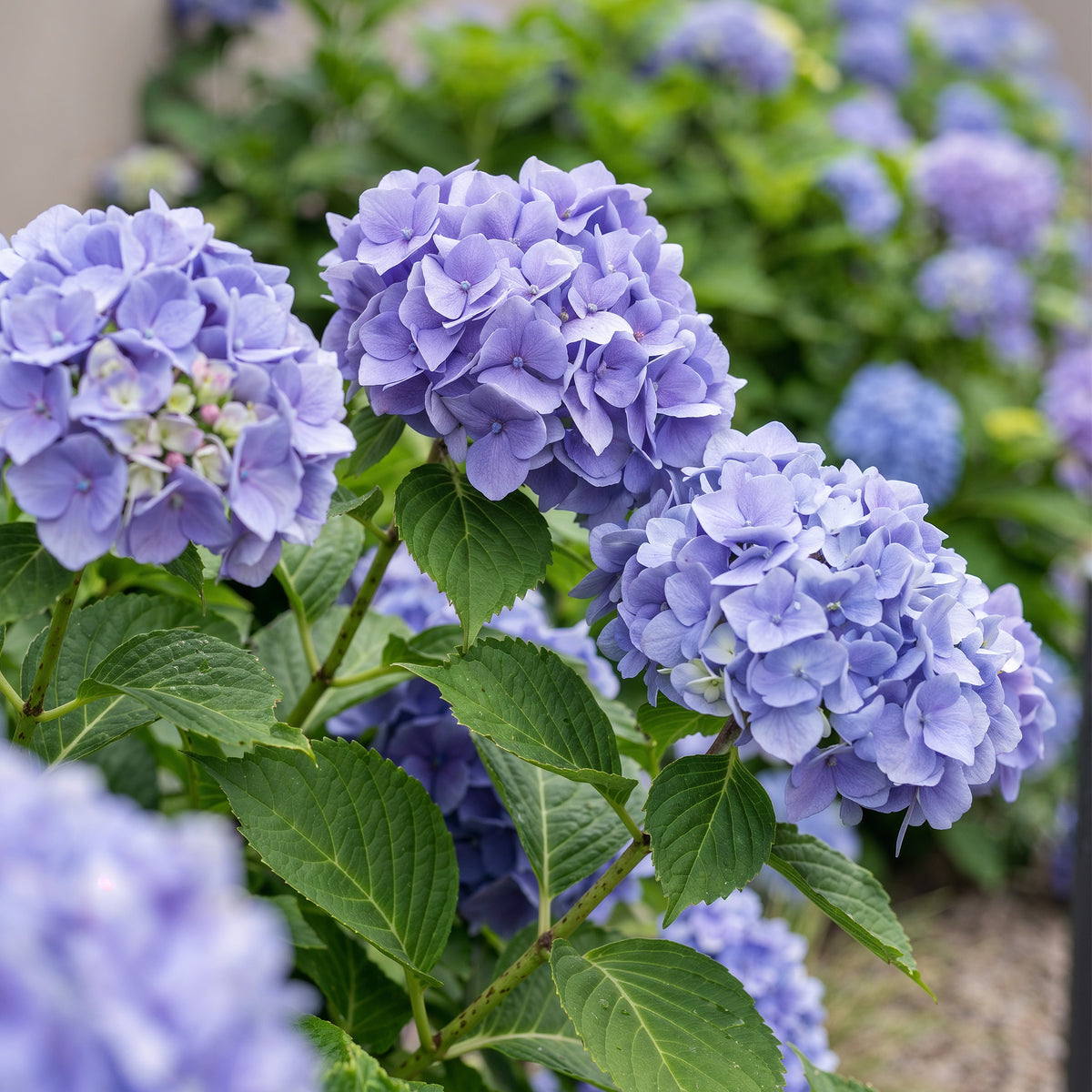 Hortensie, Hydrangea macrophylla Blau, Blüte Blau, 3 Pflanzen, 1m2, Laubabwerfend, Wenig Pflege, Topf 17 cm 30 cm