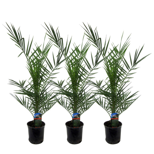 3x Phoenix canariensis – 80 cm – Ø15