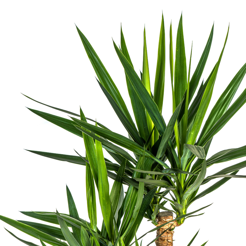 Yucca Elephantipes Verzweigt mit Korb Ø24 cm, 80-100 cm
