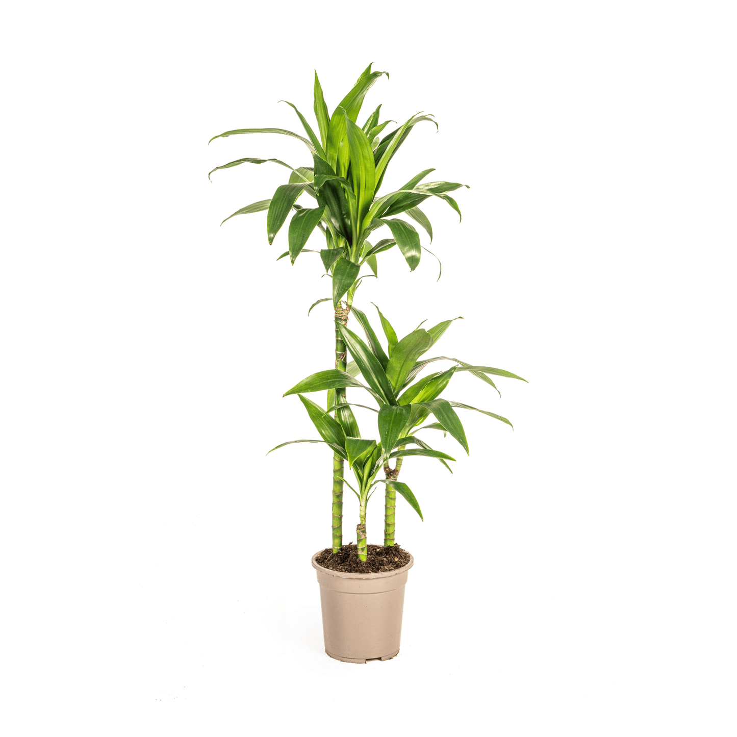 Dracaena Deremensis Lisa Ø21cm - ↕90 - 110cm - Botanic-Vibes