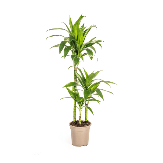 Dracaena Deremensis Lisa Ø21cm - ↕90 - 110cm - Botanic-Vibes