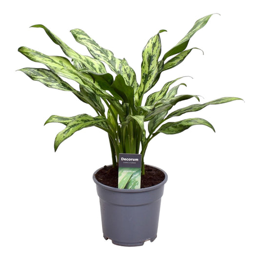 Aglaonema Juliette – 40 cm – Ø12