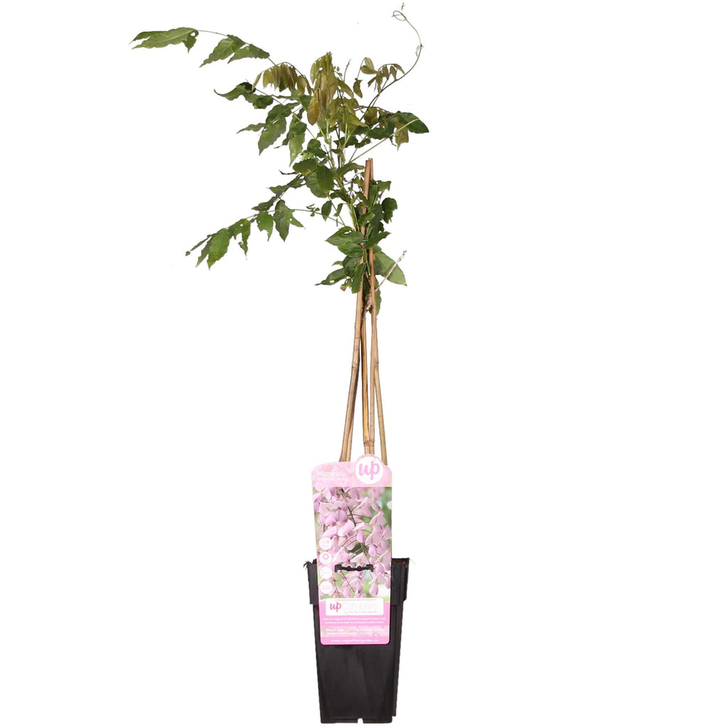 Wisteria floribunda 'Rosea', Rosa Regen, Ø15 cm, 65 cm