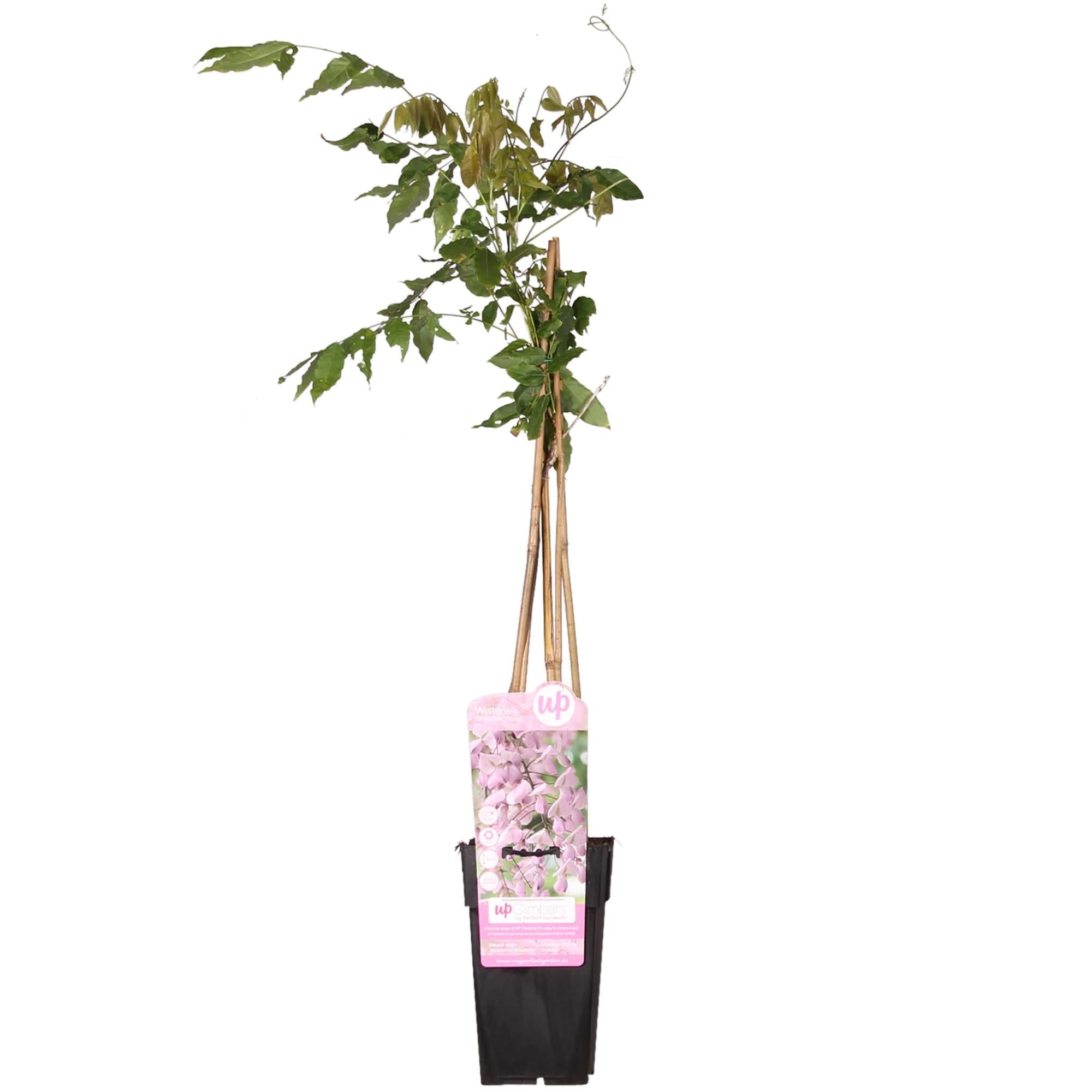 Wisteria floribunda 'Rosea', Rosa Regen, Ø15 cm, 65 cm