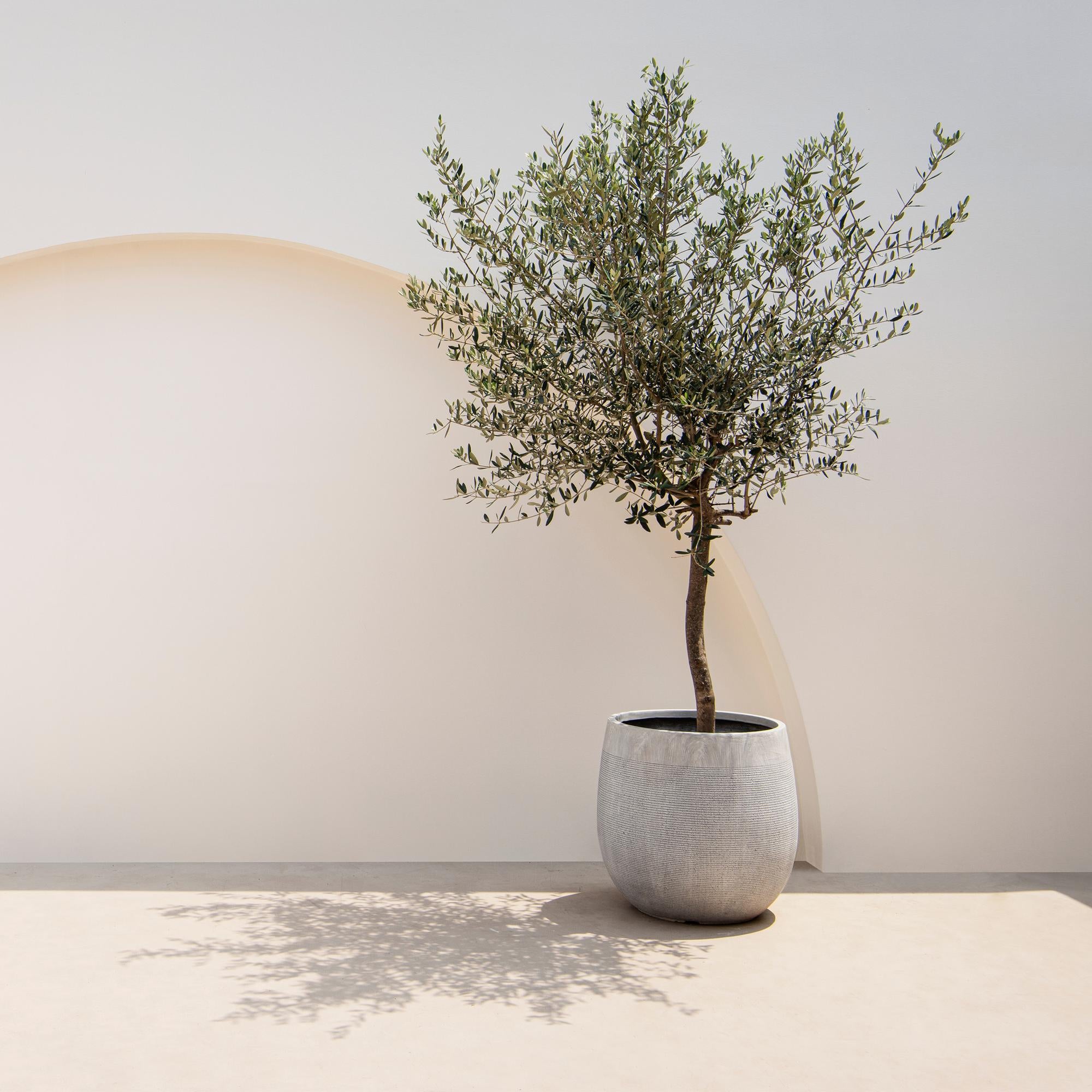 Stamm Pflanze, Olea Europaea, Terrassen Pflanze, Immergrün, Winterhart, Olivenfarbenes Blatt, Topf 19 cm 90 cm