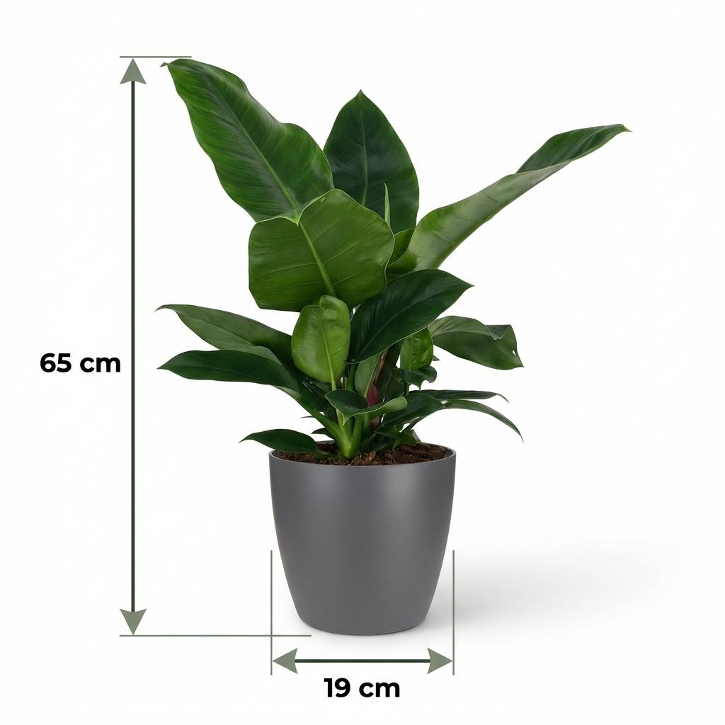 Philodendron, Philodendron Imperial Grün, Grün, Pflegeleicht, 1 Pflanze, mit Übertopf Grau, Topf 19 cm, 65 cm