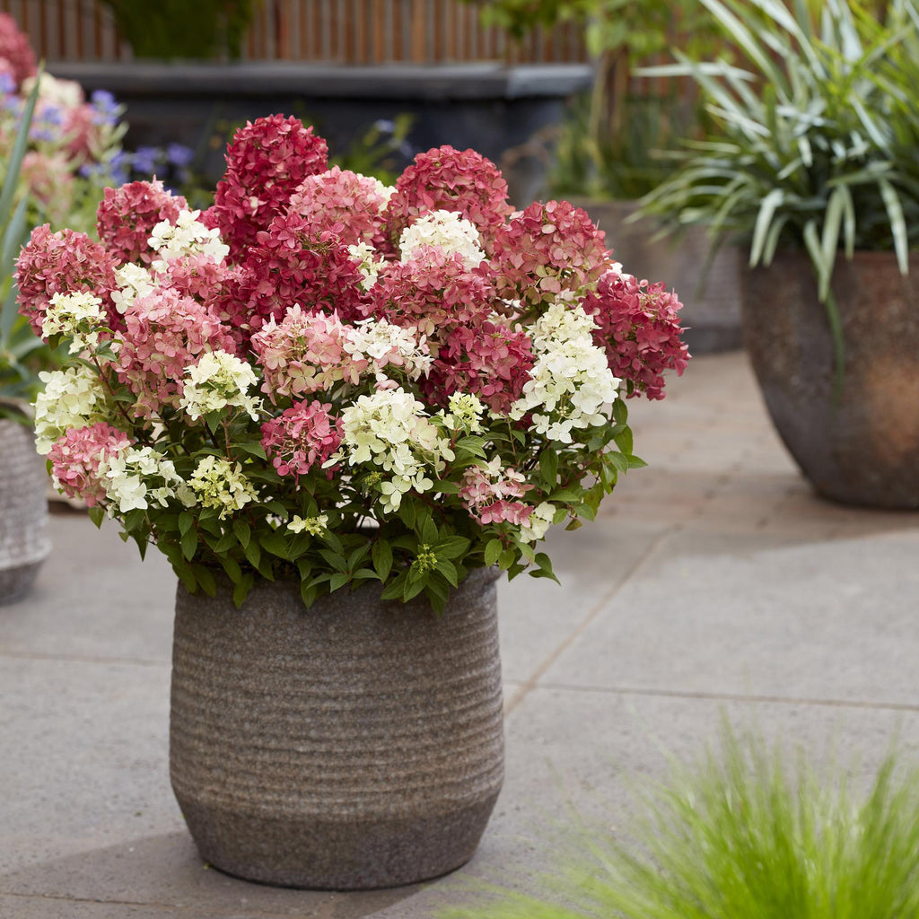 Hydrangea panniculata Groundbreaker Ruby, Rispenhortensie, Winterfest, Rot, 1 Pflanze, Topf 14 cm, 20-25 cm