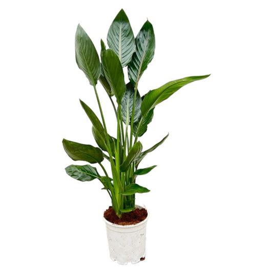 Strelitzia reginae – 100 cm – Ø19