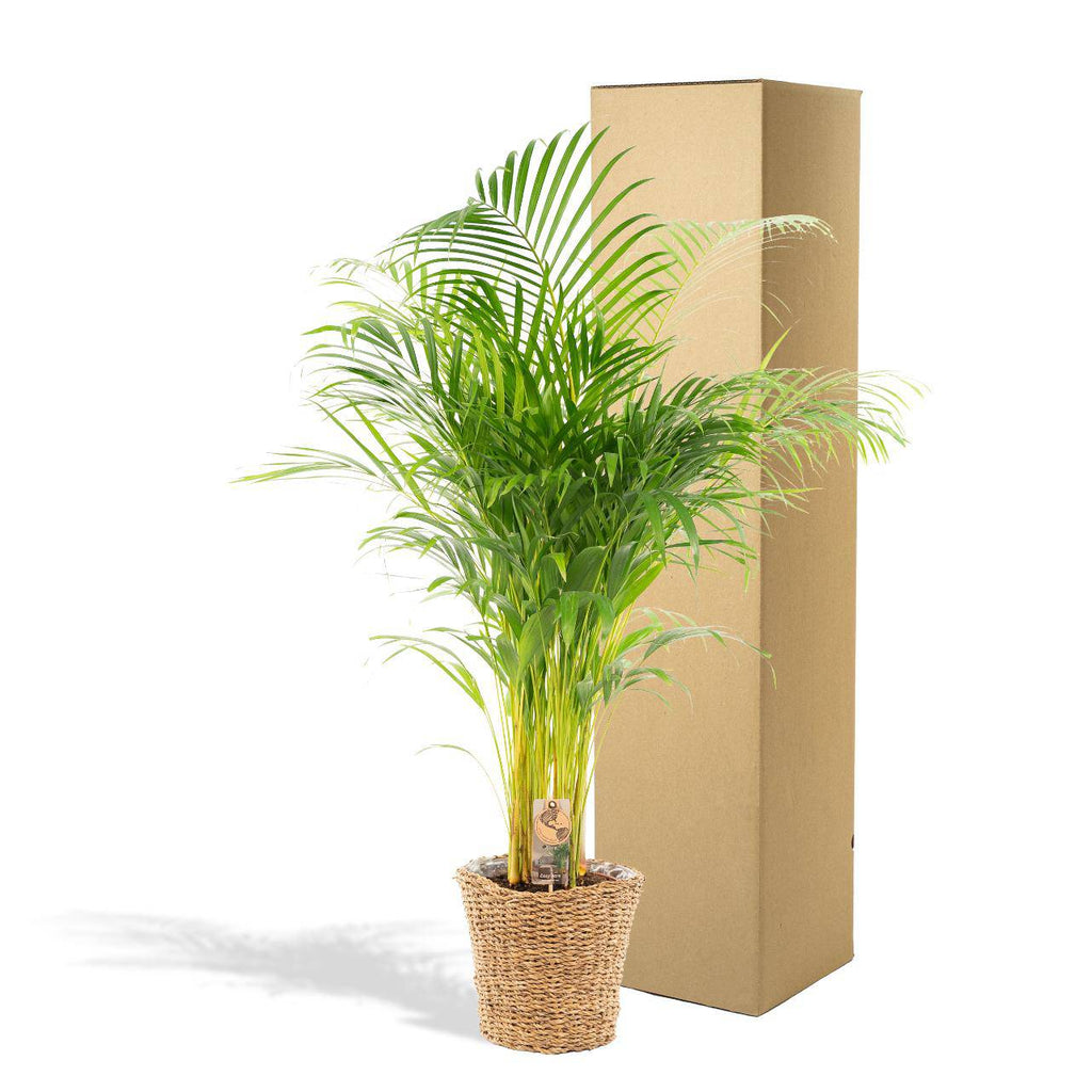 Areca mit Korb – 110 cm – Ø21 - Botanic-Vibes
