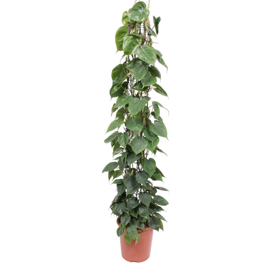 Philodendron scandens – mit Gitter – 160 cm – Ø27