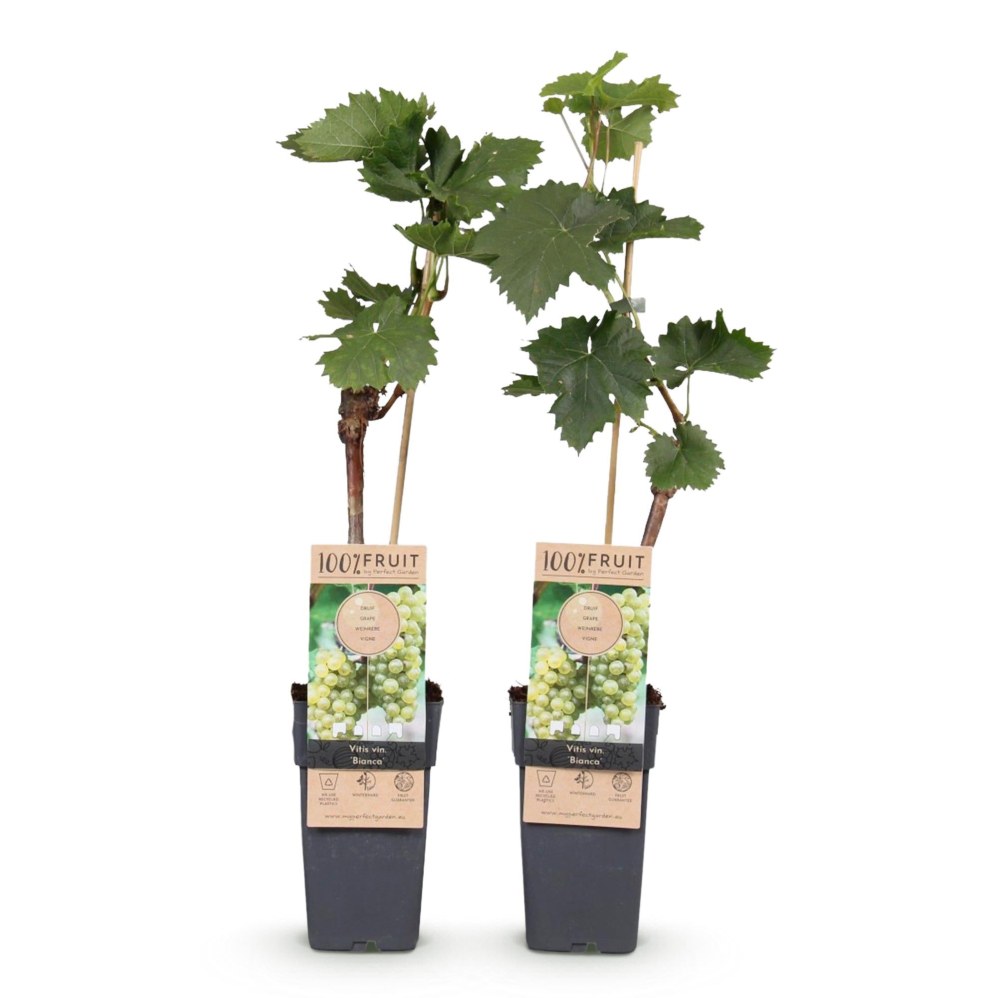 Obstpflanze, Vitis vinifera Bianca, Weinrebe, Veredelt, Weiße Traube, 2 Pflanzen, Topf 15 cm, 50 cm