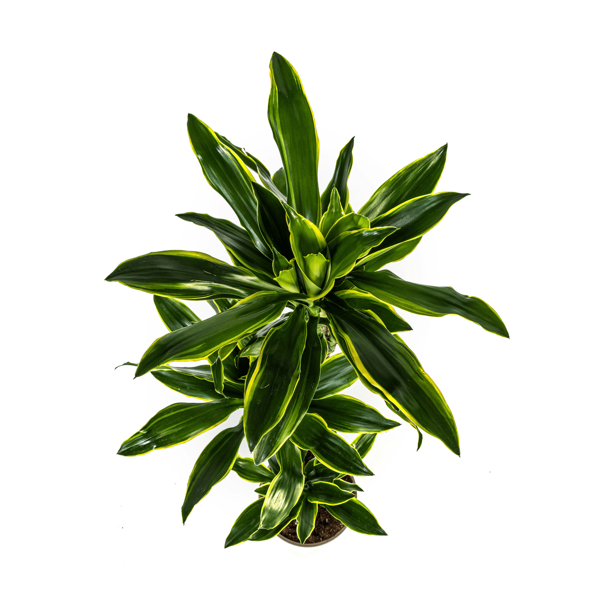 Dracaena Fragrans Golden Coast Ø24cm - ↕130 - 150cm - Botanic-Vibes