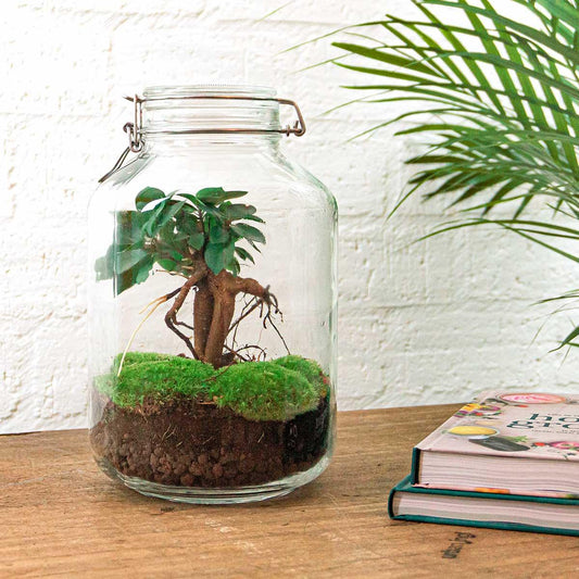 Flaschengarten – Ficus Ginseng Bonsai – 28 cm – Standardausführung