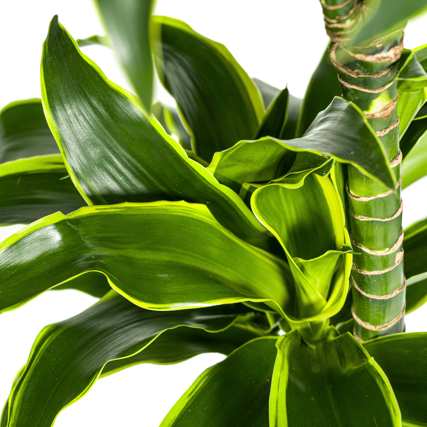 Dracaena Deremensis Dorado Ø24cm - ↕120 - 140cm - Botanic-Vibes