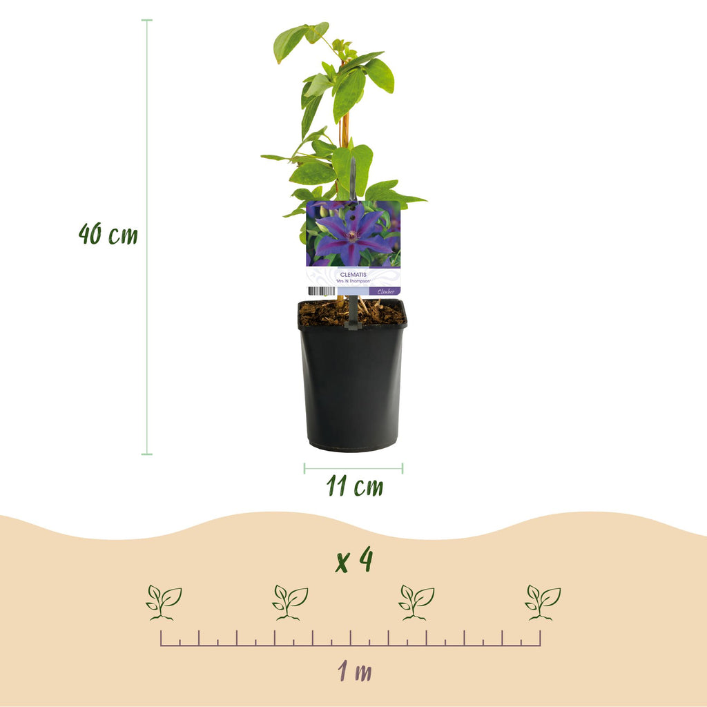 Kletterpflanze, Clematis Mrs. N. Thompson, Blüte Rosa, Wenig Pflege, 2 Pflanzen, Topf 11 cm 40 cm