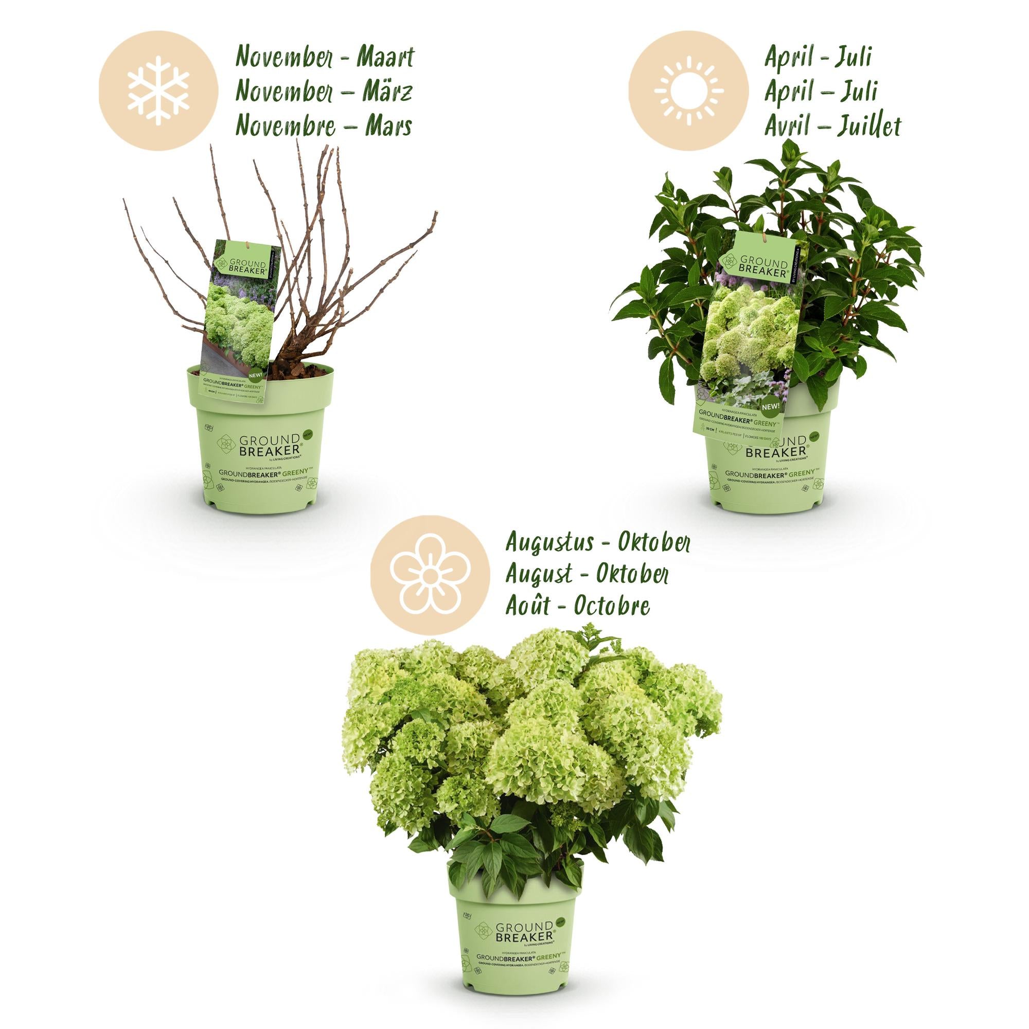 Hydrangea panniculata Groundbreaker Greeny, Rispenhortensie, Winterhart, Creme, 1 Pflanze, Topf 14 cm, 20-25 cm