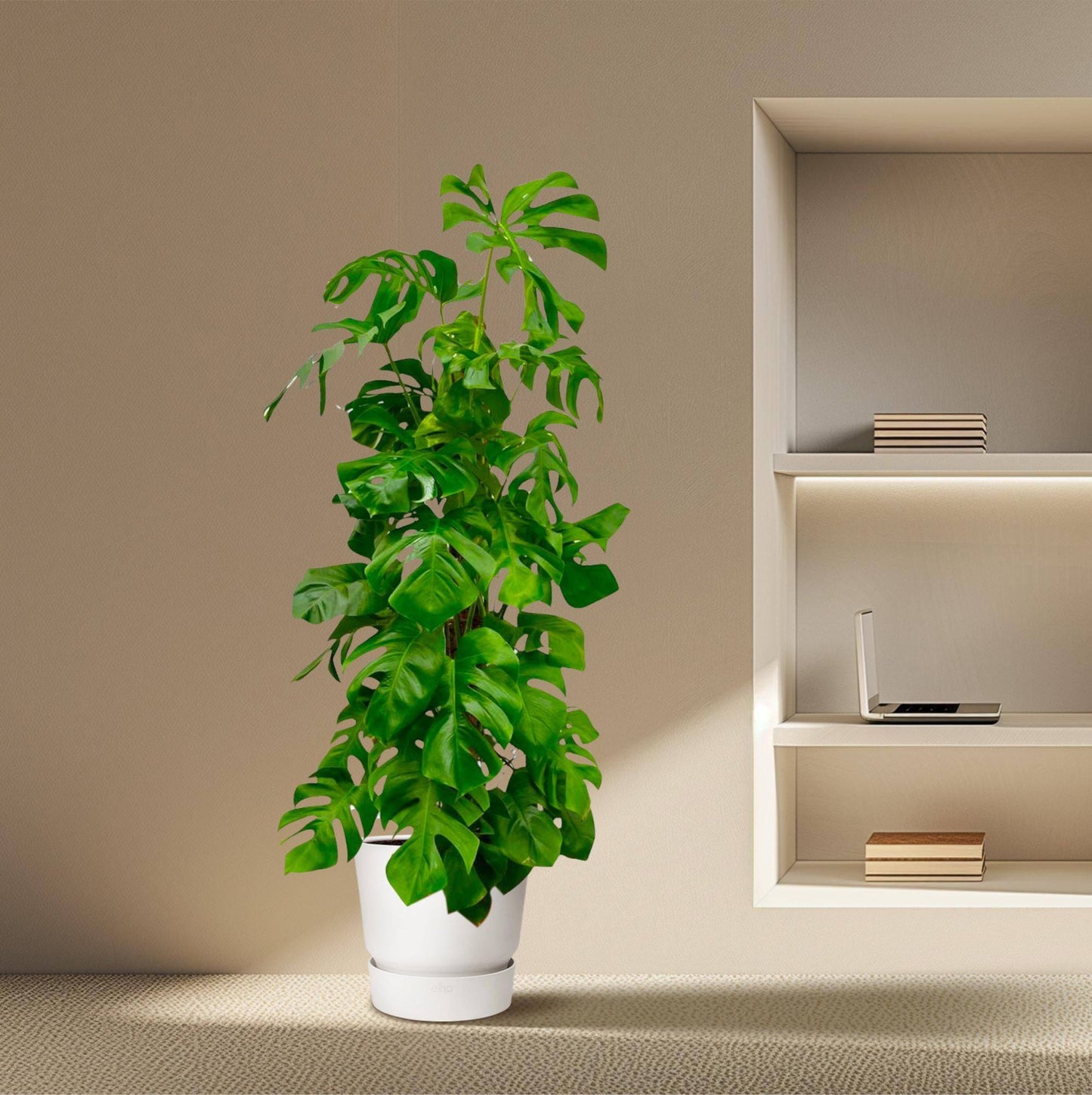 Monstera deliciosa XXL – 180 cm – Ø27 - Botanic-Vibes
