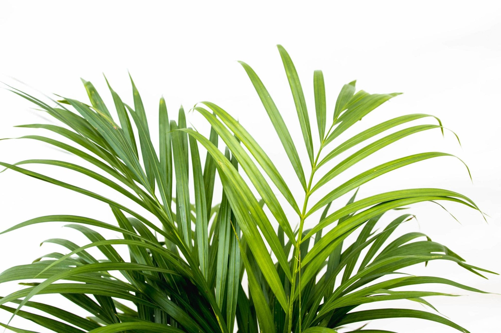 Dypsis lutescens (Areca-Palme) – 150 cm – Ø24 - Botanic-Vibes