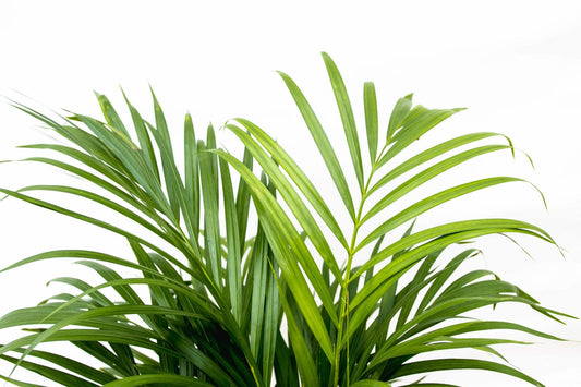 Dypsis lutescens (Areca-Palme) – 150 cm – Ø24 - Botanic-Vibes