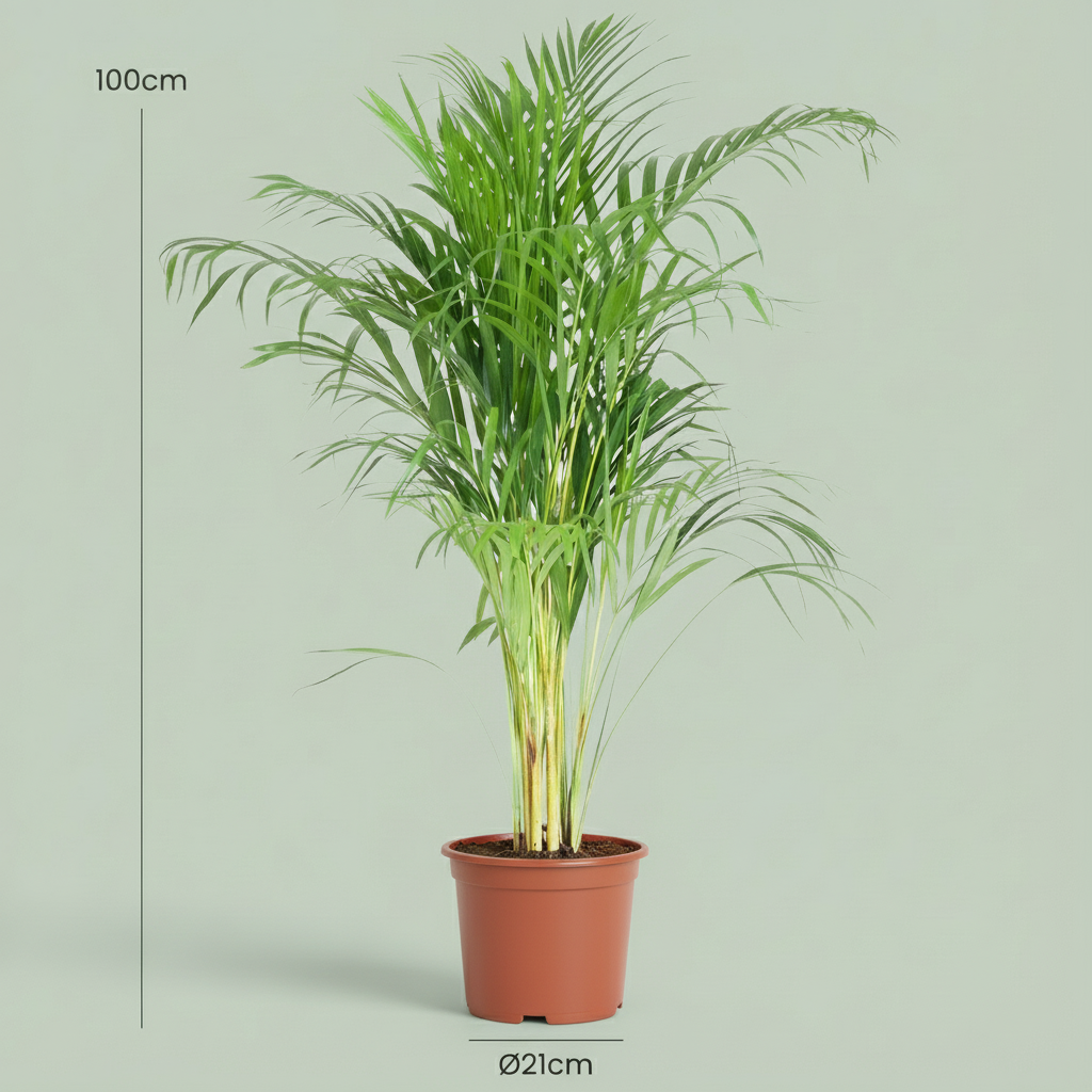 Palmier doré, Dypsis Lutescens Areca, grün, pflegeleicht, 1 Pflanze, Topf 21 cm, 90-100 cm