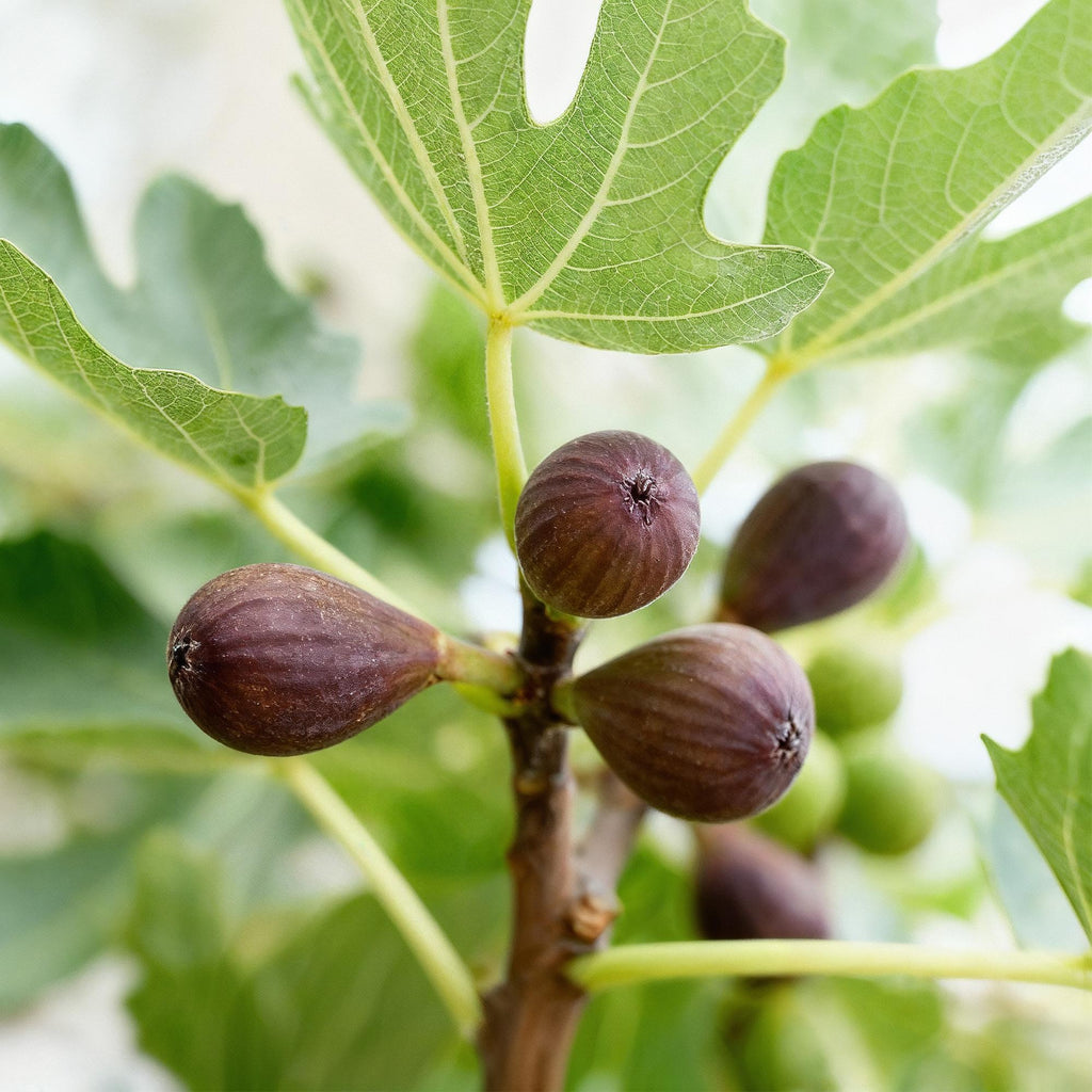 Obstbaum, Ficus caria Little miss Figgy, Feigenbaum, Winterhart, Rote Frucht, 2 Pflanzen, Topf 15 cm, 50 cm