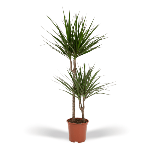Dracaena Marginata – Ø19 – 100 cm - Botanic-Vibes