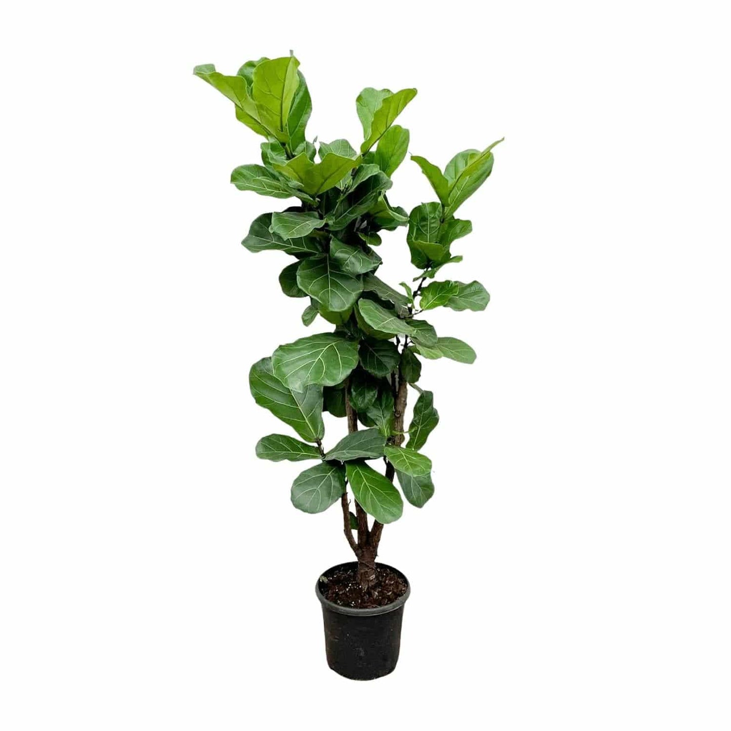 Ficus Lyrata verzweigt – 180 cm – Ø32 - Botanic-Vibes