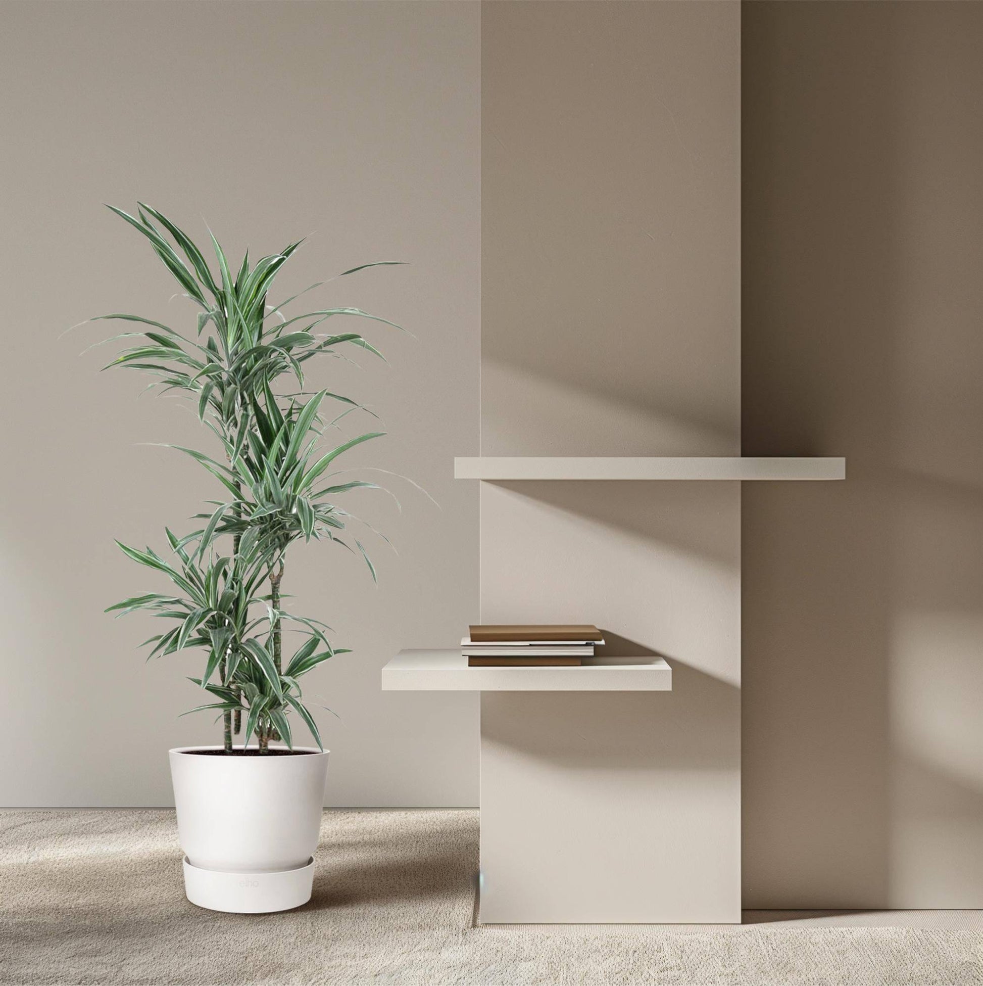 Dracaena Warneckei – 145 cm – Ø30 - Botanic-Vibes
