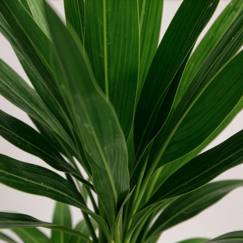 Yucca elephantipes, Yucca, Wenig Pflege, Grün, 1, Topf 21 cm, 100 cm