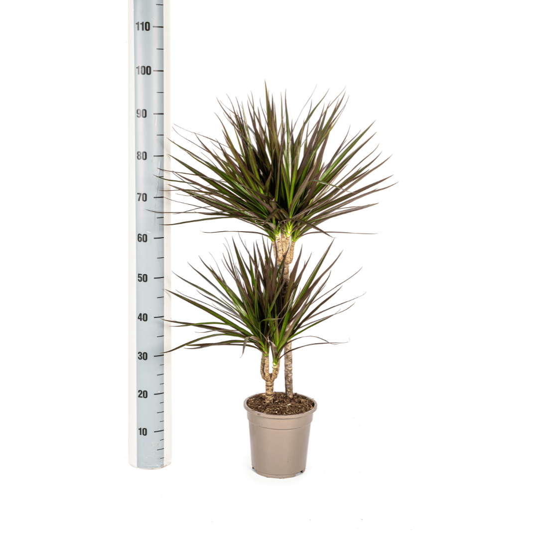 Dracaena Marginata Magenta Ø19cm - ↕70-90cm - Botanic-Vibes