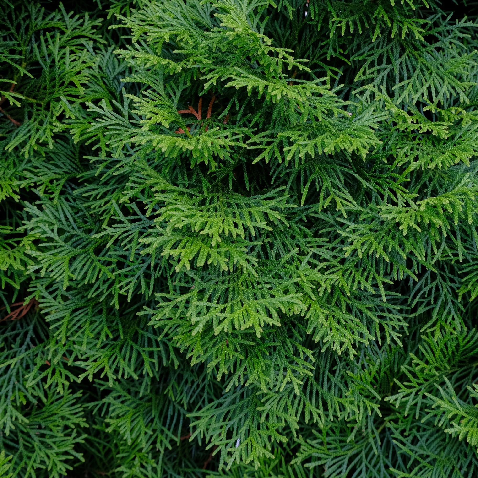 Heckenpflanzen, Thuja occidentalis Smaragd, Blatt grün, 6 Pflanzen, 1 laufender Meter, immergrün, Topf 17 cm 60 cm