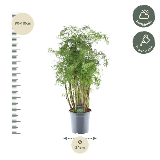 Polyscias Hawaiiana Ming – 90 cm – Ø24