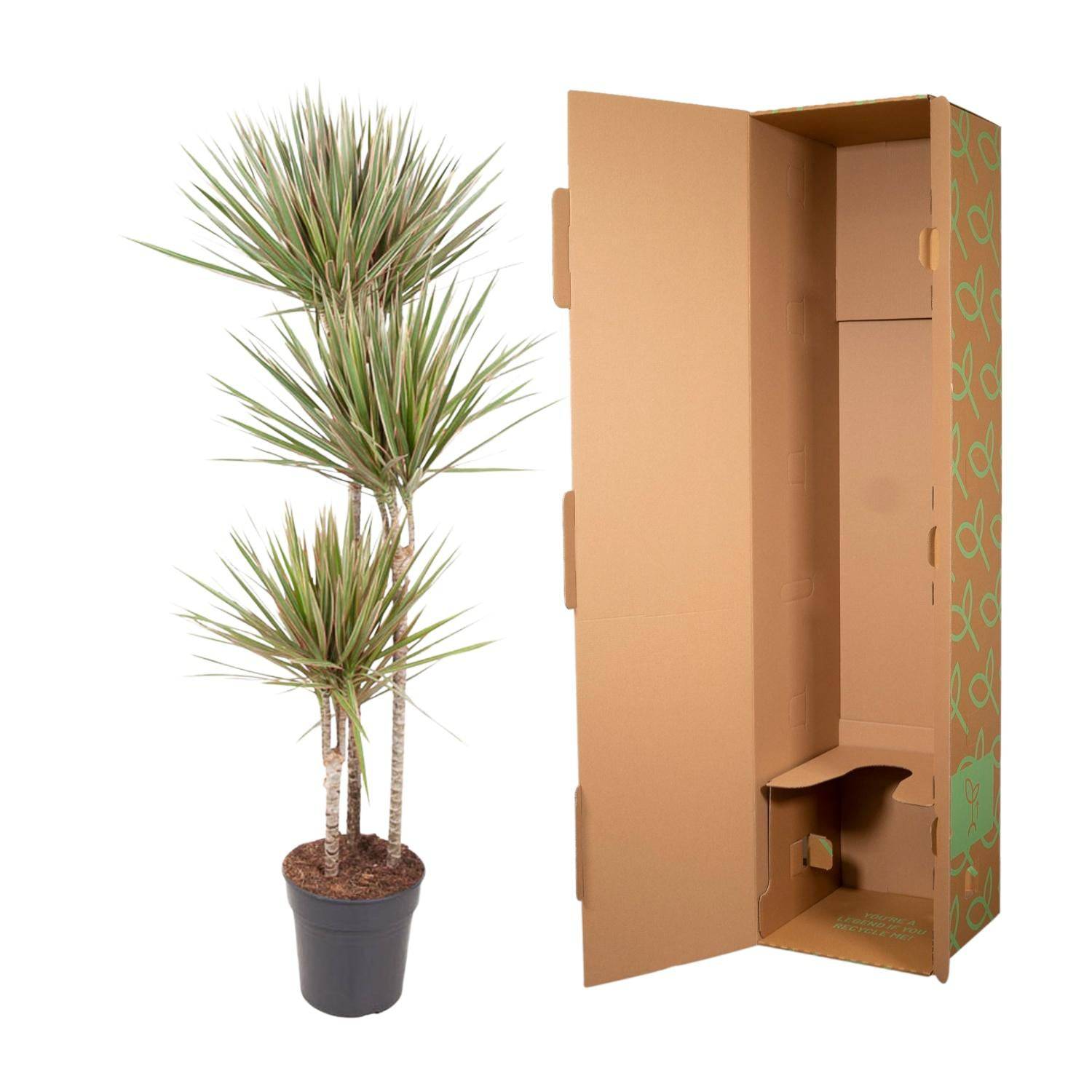 Dracaena bicolor – 150 cm – ø24 - Botanic-Vibes