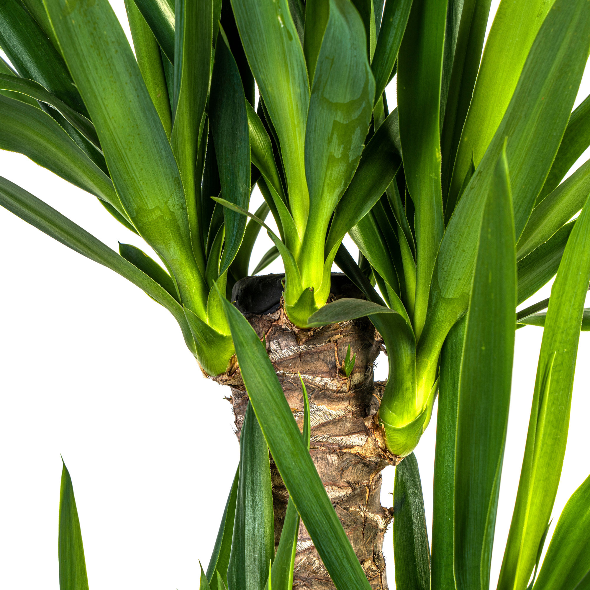 Yucca Elephantipes mit Korb Ø21 cm, 90-110 cm