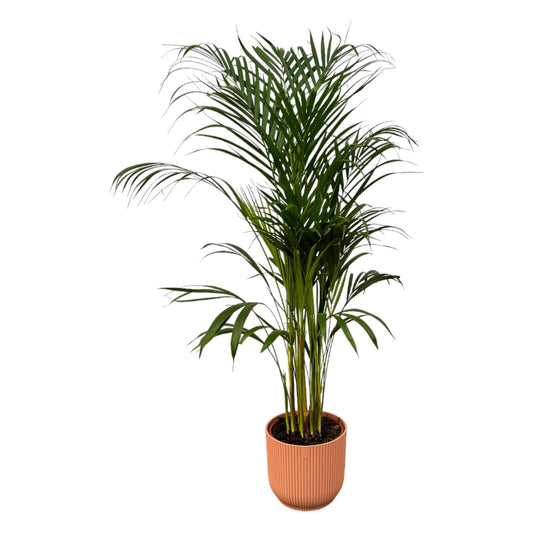 Areca-Palme – 110 cm – Ø21 inklusive elho Vibes Fold Round rosa D22×H20
