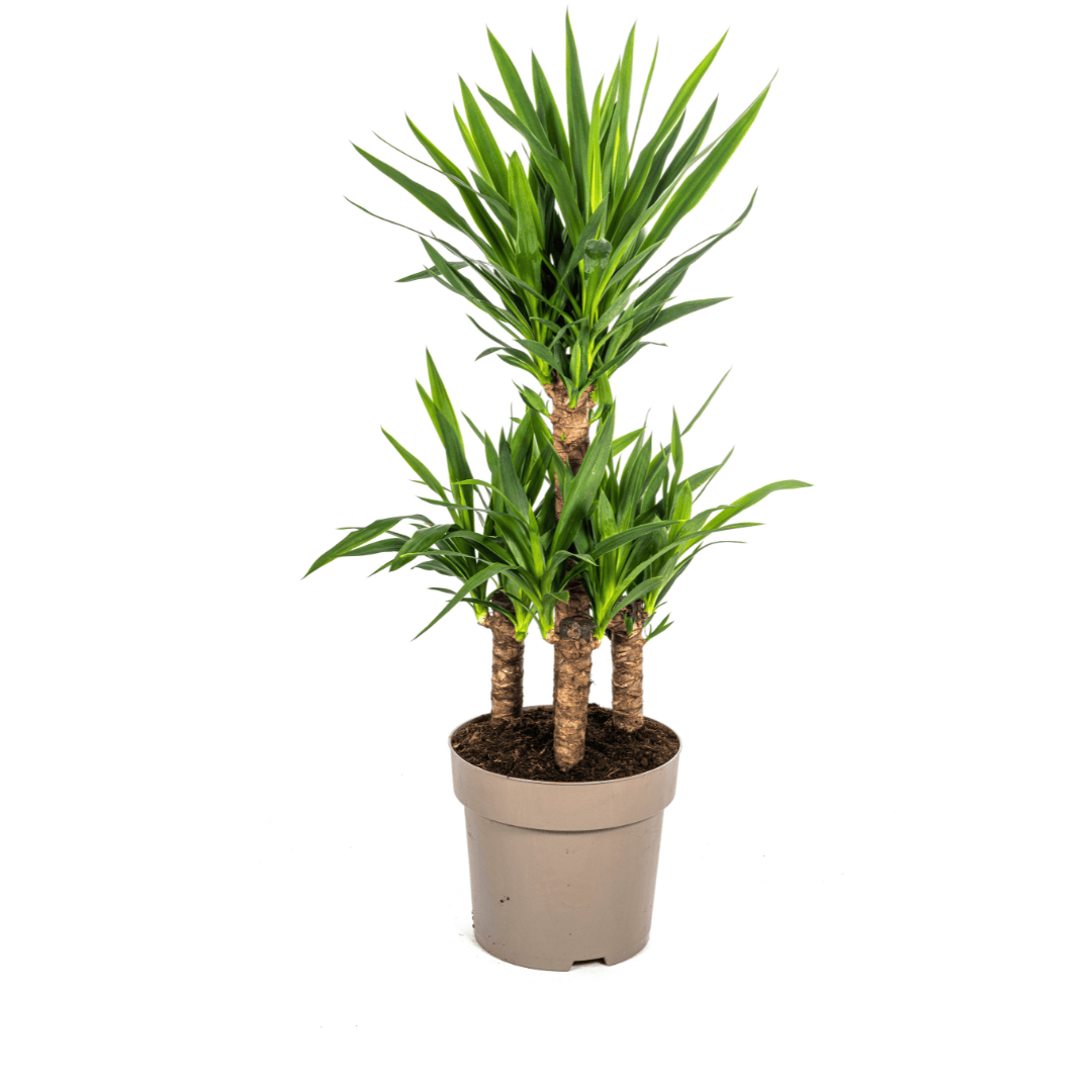 Yucca Elephantipes Ø30cm - ↕90 - 110cm - Botanic-Vibes
