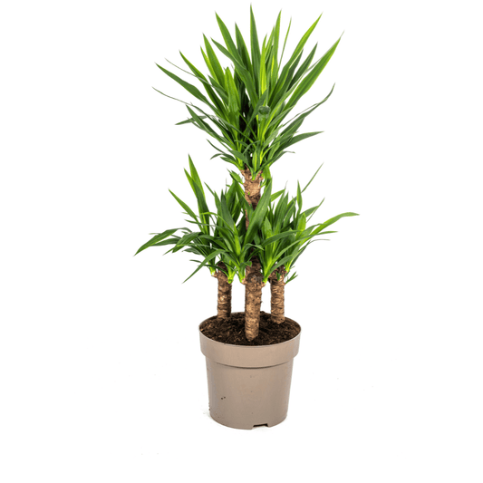 Yucca Elephantipes Ø30cm - ↕90 - 110cm - Botanic-Vibes