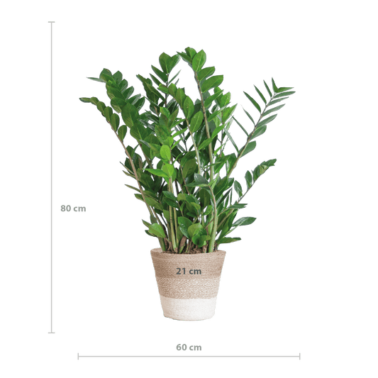 Zamioculcas Zamiifolia mit Pflanzkorb Lissabon weiß  - 80cm - Ø21 - Botanic-Vibes